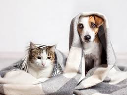 A photo of cat and dog